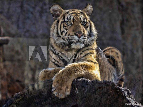 Picture of Young female Sumatran Tiger Panthera tigris sumatrae lying on trunk and looking around